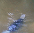 Костромской бобер устроил водное шоу перед видеоловушкой заповедника - Kostroma.Sm.News