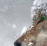 В Костромской области на собак нападают волки - ГТРК Кострома