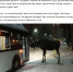 Мем с костромским лосем попал в федеральные СМИ - K1News.Ru