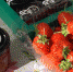 На фестивале «Вкусы России» костромичи радуют гурманов рыбным риетом и сочной клубникой - ГТРК Кострома