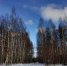 Костромские березки массово увозят в Таиланд - Kostroma.Today