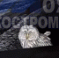 Сонная сова перекрыла движение в Костроме - Kostroma.Today