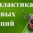 Профилактика клещевых инфекций - Костромская Кадетская школа