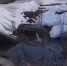 В Костроме коммуникации не справляются с талыми водами - Интернет-телевидение Логос