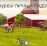 Информируем о проведении областных конкурсов «Лучшее личное подсобное хозяйство Костромской области», «Молодежное подворье»  и «Ветеранское подворье» - Департамент АПК