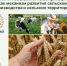 NDNoduiDoBA web - Костромская ГСХА