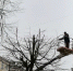В Костроме снесли старые тополи и клены - Интернет-телевидение Логос