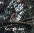 В самом центре Костромы заметили сову - Интернет-телевидение Логос