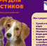 Костромичей призывают помочь в сборе кормов для бездомных животных - Город Кострома