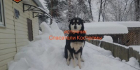 Собаку завалило упавшим с крыши снегом в костромском райцентре - Интернет-телевидение Логос