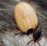 О мерах предосторожности, необходимых для защиты своих питомцев от нападения клещей - Управление ветеринарии