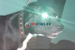Костромичам рассказали, куда пожаловаться на агрессивных бродячих псов